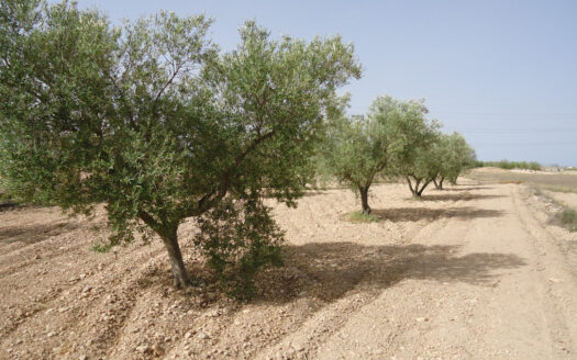 0 Bed Plot for Sale in Cañada del Trigo, Murcia